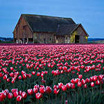 A field of tulips in front of an old barn before sunrise.  Skagit Valley, WA.