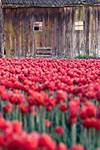 A field of tulips in front of an old barn.  Skagit Valley, WA.