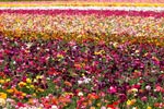 Rows of Ranunculus at the the flower fields in Carlsbad, CA.