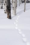 Animal tracks through fresh snow in Steamboat, CO.