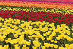 Rows of colorful tulips.  Skagit Valley, WA.