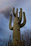 A saguaro cactus stands tall as a summer evening thunderstorm builds.  Tucson, AZ.