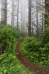 A misty forest trail on the Oregon coast.