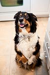 Patiently waiting for a snack in the kitchen.