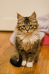 Gus showing off his nice pose for the camera on the day we brought him home.