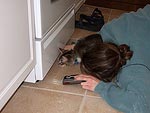 Gus likes to help us recover his lost mice from under the stove.