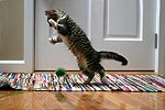 Gus attacking a ball of yarn that Brooke made for him. 