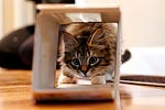 Gus seemed interested in this kleenex box at first, but it didn't last too long. He doesn't seem too interested in going in boxes.