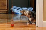 We hung another yarn ball from the door frame in the den. That kept Gus occupied for a while. He seemed to like the toilet paper roll too... 