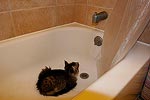 One of Gus' favorite things to do is get in the tub after we shower. Usually he just licks the tub and my toes. Sometimes he stares at the faucet waiting for the water to come on again.