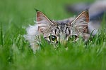 Sometimes Gus thinks he can hide behind the grass.