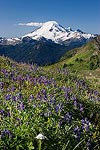 Wildflowers and Mt. Baker.