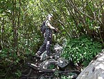 The trail starts out heading steeply up a creek bed (dry this time of year) through thick alder.