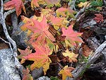 The fall color was starting to show itself, but we were a little early for a good show.