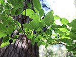 As we moved up through the forest, we started finding huckleberries to snack on.