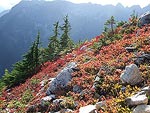 Up around 5,000 - 5,500 ft or so there were tons of blueberry bushes with perfectly ripe berries.  We ate a lot of them on the way up.  The leaves on the bushes were nice and red, making for some great scenery as well.