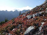 The hillside was covered with red leaves and delicious blueberries.