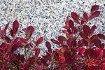 Red leaves against white granite.