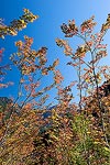 As I made my way back down to the East Fork Foss River, I descended through some really nice fall colors, especially with the deep blue sky above.
