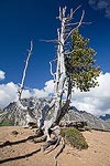 An interesting, mostly dead, tree at the pass.