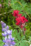 Bright red Indian Paintbrush.
