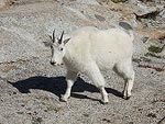 A curious mountain goat in the Enchantment Basin.