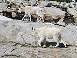 Two mountain goats on the move.