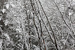 The trees were all full of a snow along the trail.