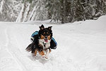 Charlie got plenty of exercise running up and down the trail, having a great time.