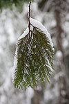 The cedar branches looked interesting, bare on one side and covered in snow on the other side.