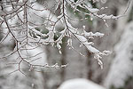 Bare branches with a layer of snow.