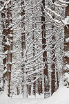 Snow covered trees.