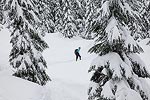 Brooke making her way through the snow covered trees.