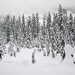 The view across the valley full of snow covered trees.