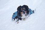 Charlie had a little trouble when he wandered out of our tracks into the soft powder.  Good thing he had his pack on to keep him afloat.