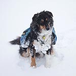 Looks like Charlie's long fur and the snow don't go together very well.  By the end of the day, he was covered in ice balls hanging from his fur.