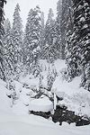 The South Fork of the Snoqualmie River.