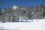 When we got up to Skyline Lake, we decided to head up to the small peak along the ridge that you can see above the trees here.