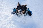 Charlie may look a little psycho, but he sure was having fun running down through the snow.